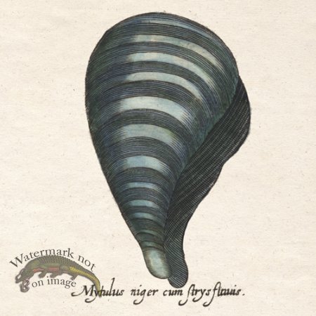 (image for) Merian Shell 5