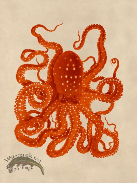 (image for) Octopus Orange 26