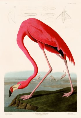 431 American Flamingo