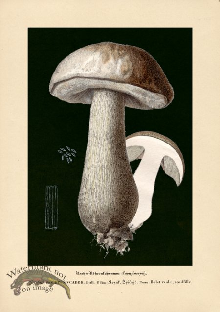 (image for) Beths Shrooms 04