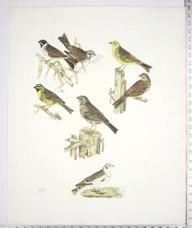 (image for) Buntings/Common; Yellow; Reed; Cirl; Tawny