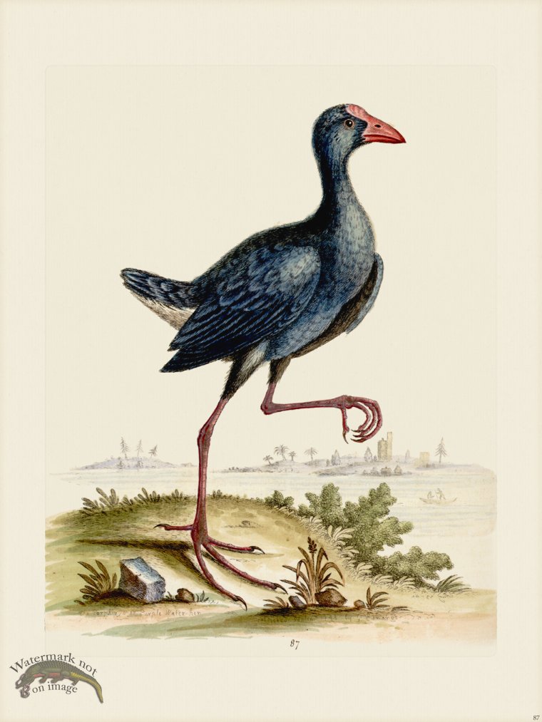 (image for) Edwards 087 Purple Water Hen