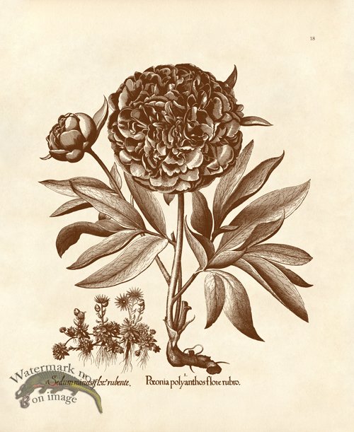 Besler 18 Peony