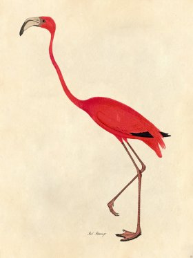 Pink Flamingo - Tribute Bd 02