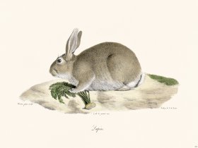 (image for) Cuvier 262 Rabbit