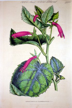 (image for) Botanical