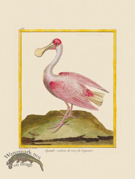 (image for) Martinet Bird 165