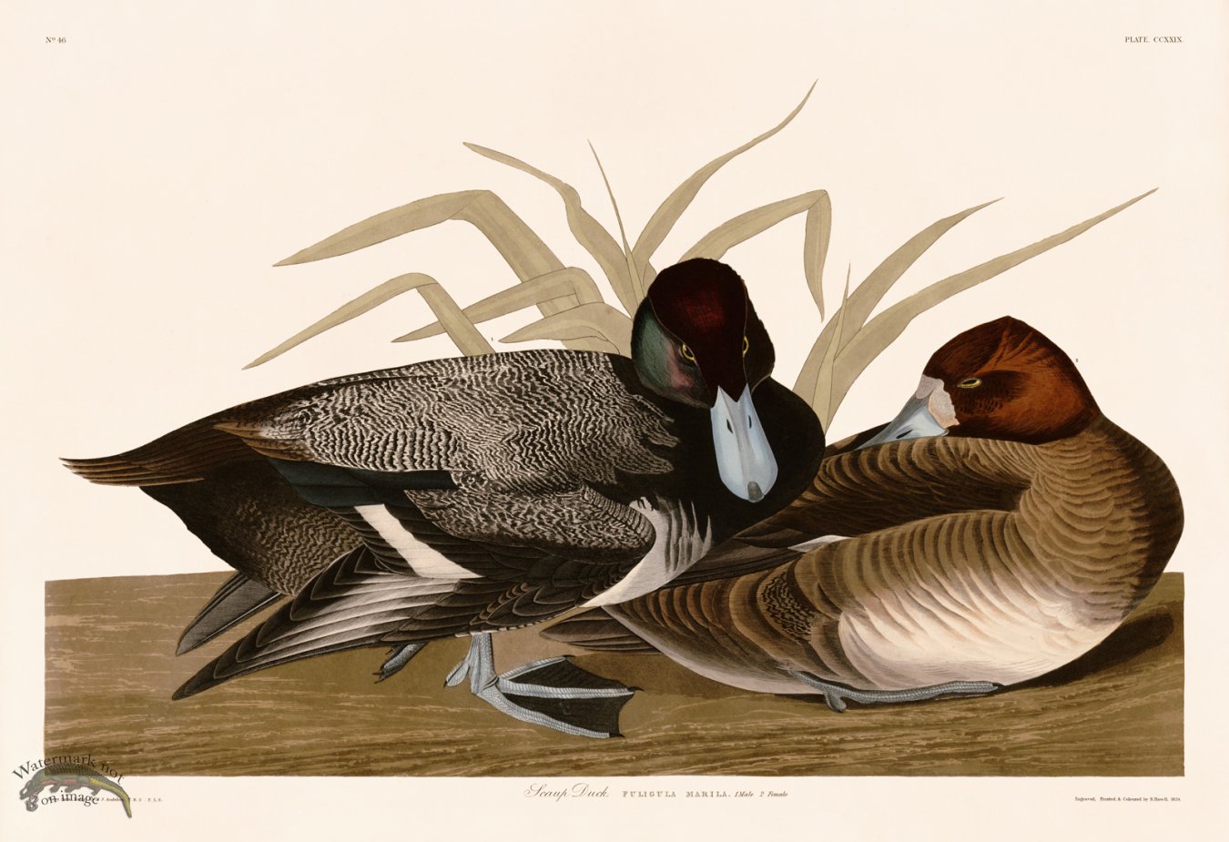 (image for) 229 Scaup Duck