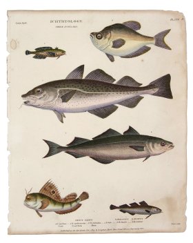 (image for) Cod Coal Fish