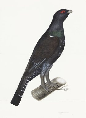 Rudbeck 007 CAPERCAILLIE 22x30