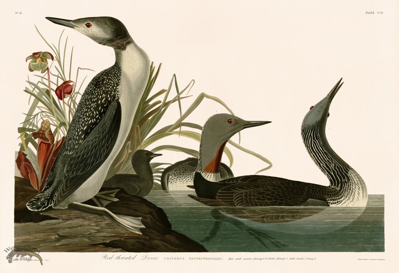 (image for) 202 Red throated Diver