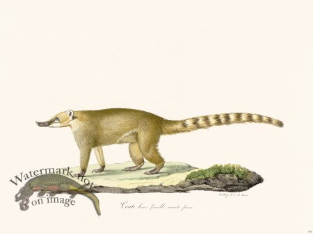 (image for) Cuvier 180 Female Brown Coati