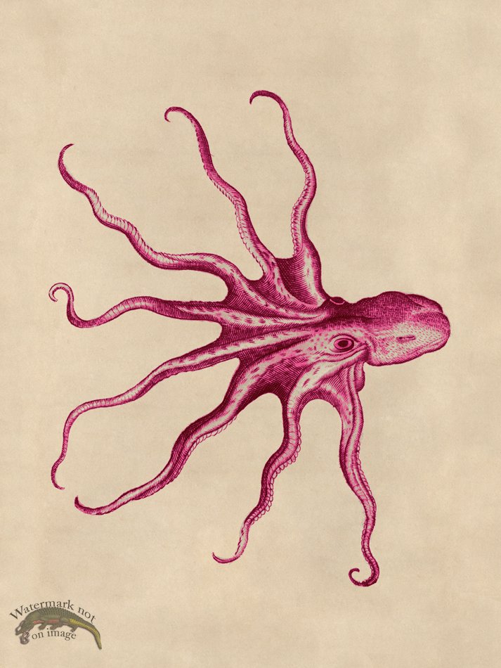 (image for) Octopus Pink 29