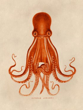 Octopus Orange 07