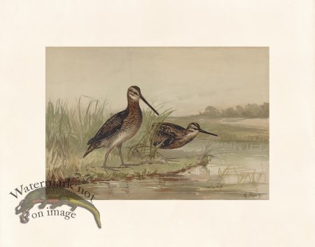 (image for) Pope 02 American Snipe