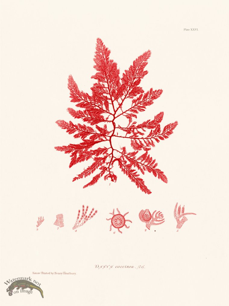 (image for) Bradbury Seaweed 026