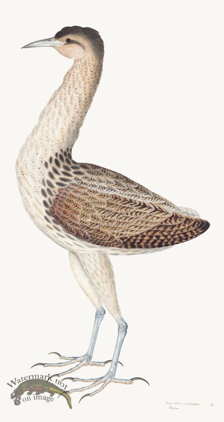 (image for) Rudbeck 004 Bittern 18x34