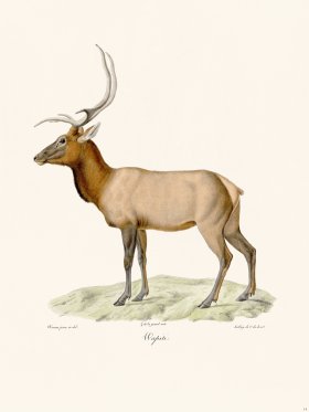 Cuvier 014 Elk