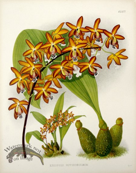 (image for) Linden Orchids 07