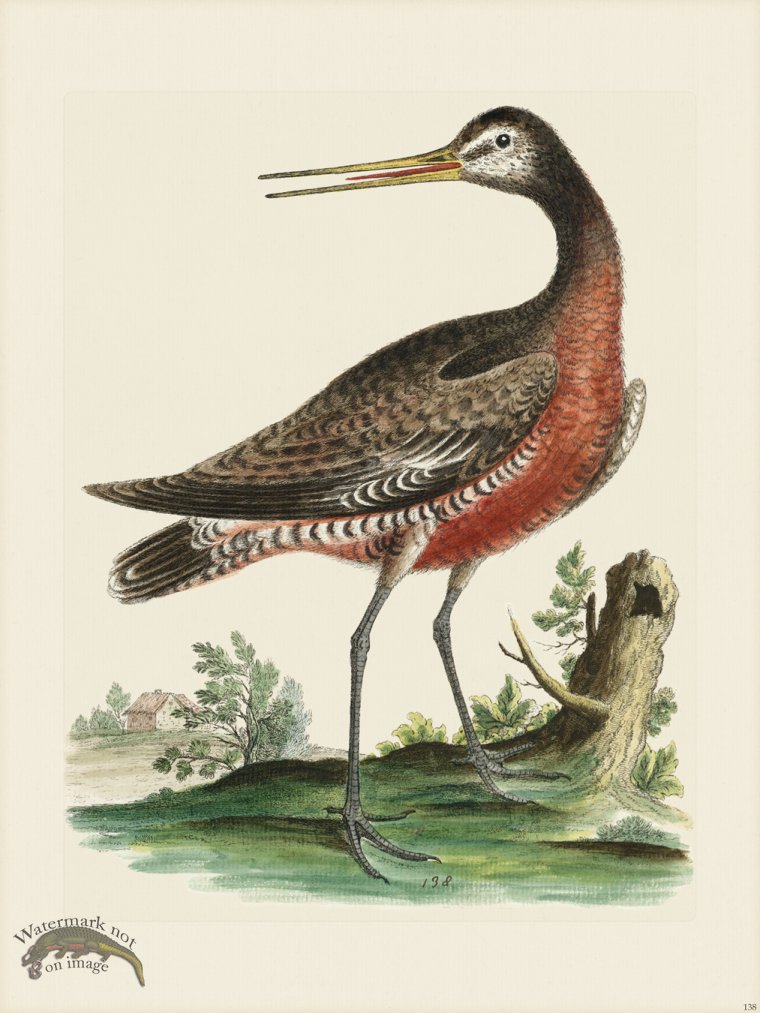 (image for) Edwards 138 Red breasted Godwit