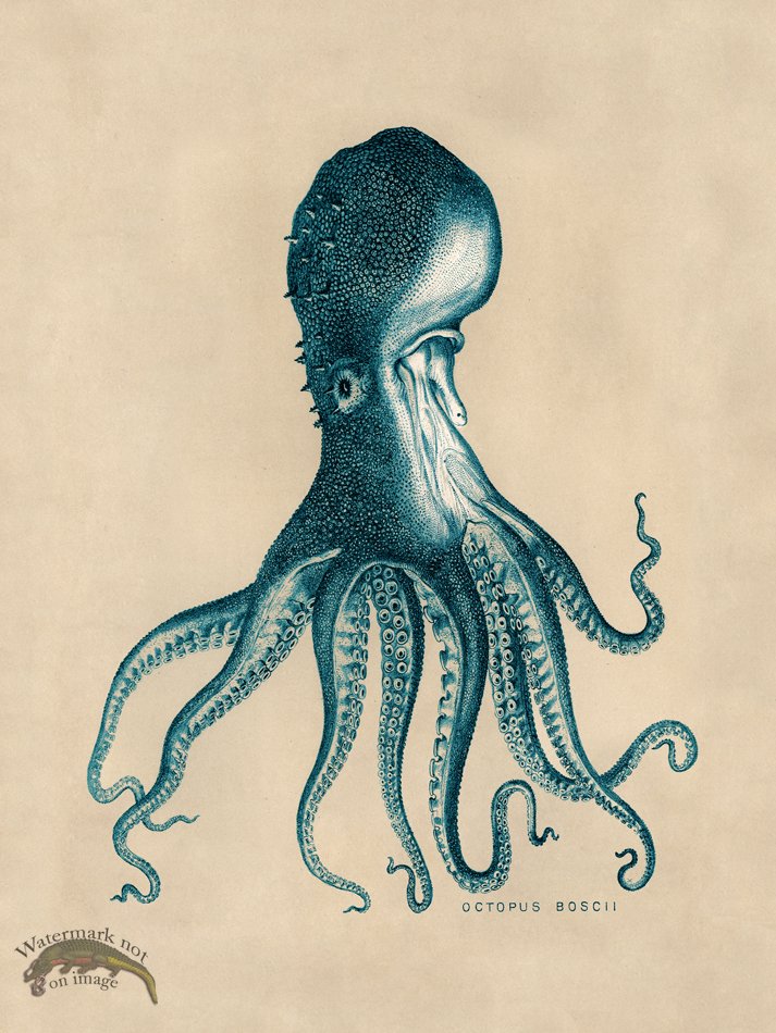 (image for) Octopus Teal 16