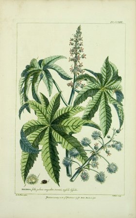 BISTORTA MAJOR, Snake-Weed, Philip Miller hot Large Antique Botanical Print 1760