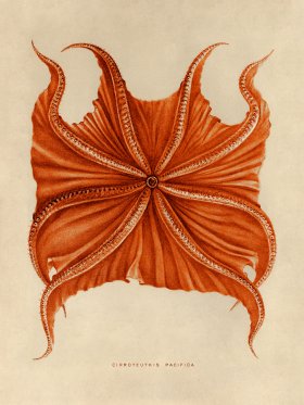 Octopus Orange 06