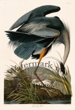 211 Great Blue Heron