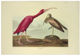 (image for) Scarlet Ibis L.E.