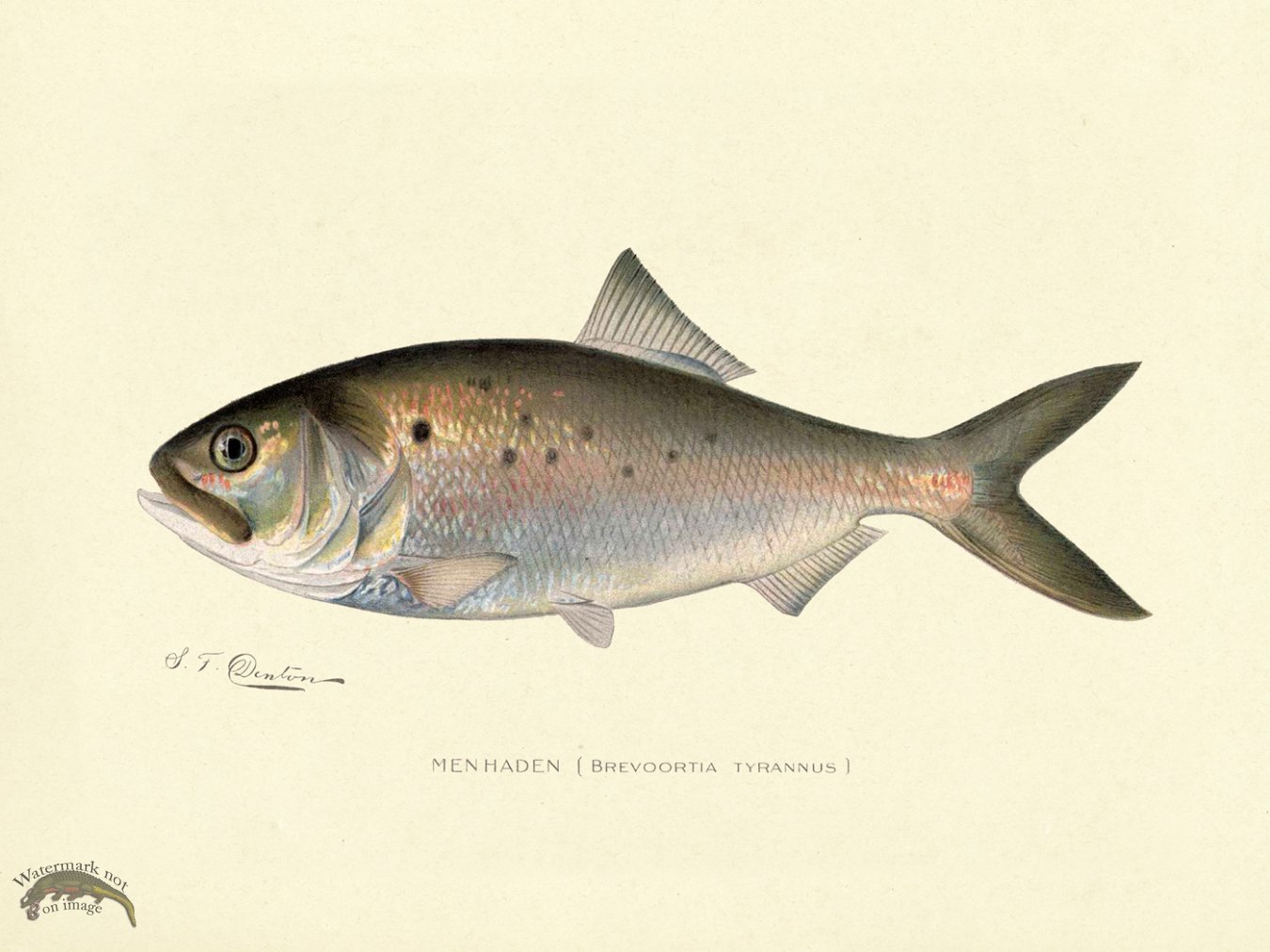 (image for) Menhaden