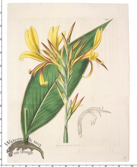 (image for) Curtis Botanical 049