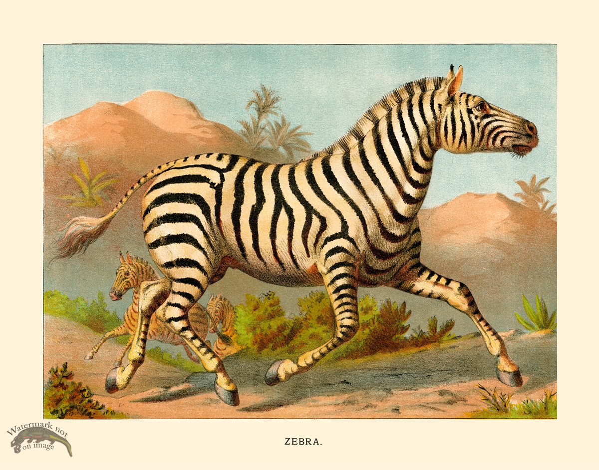 CP 16 Zebra