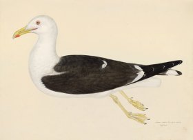 LESSER BLACK BACKED GULL . PL 23