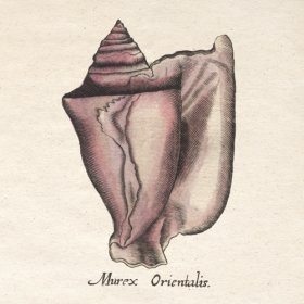 Merian Shell 2