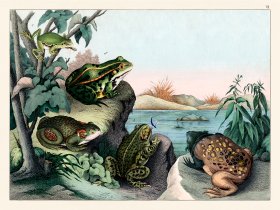 Schubert Reptiles Frog 1870