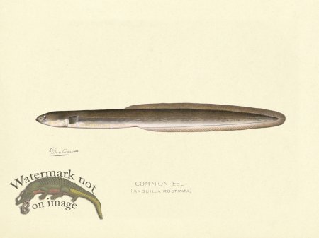 (image for) Common Eel