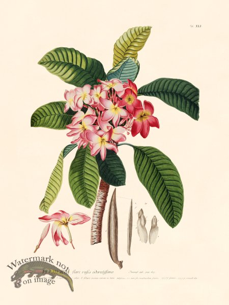 (image for) Trew Botanical 41