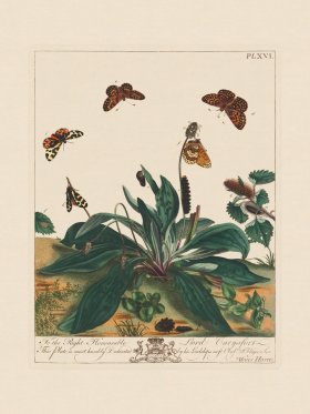 Moses Harris Insects 16