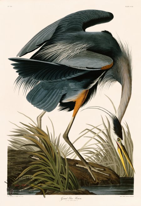 (image for) 211 Great Blue Heron