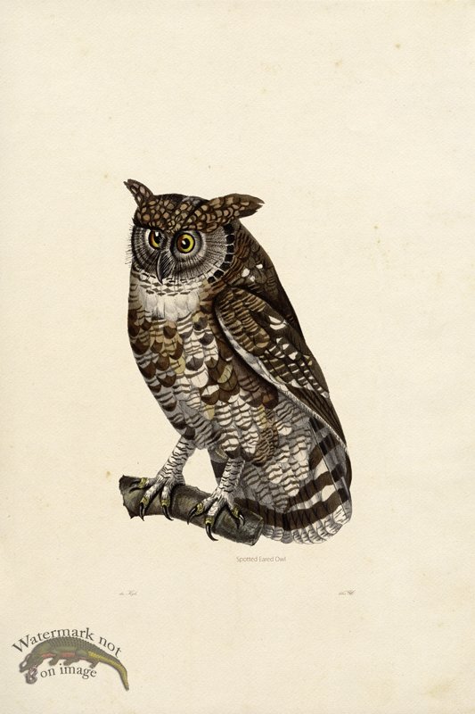 (image for) KO 24 Spotted Eared Owl