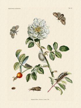 (image for) Wilkes Butterflies 090