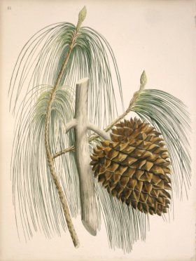 (image for) Lawson Pine Cone 01