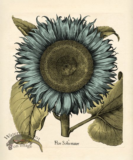 (image for) Besler Botanical 079 BG