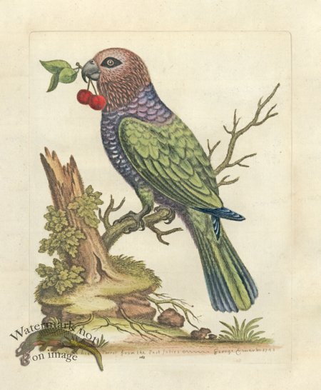 (image for) Edwards Parrot 19.jpg