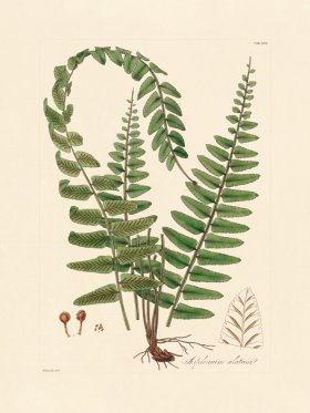 Hooker Fern 17