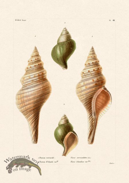 (image for) French Shell 044