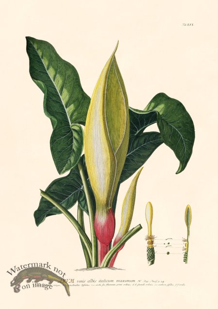 (image for) Trew Botanical 56