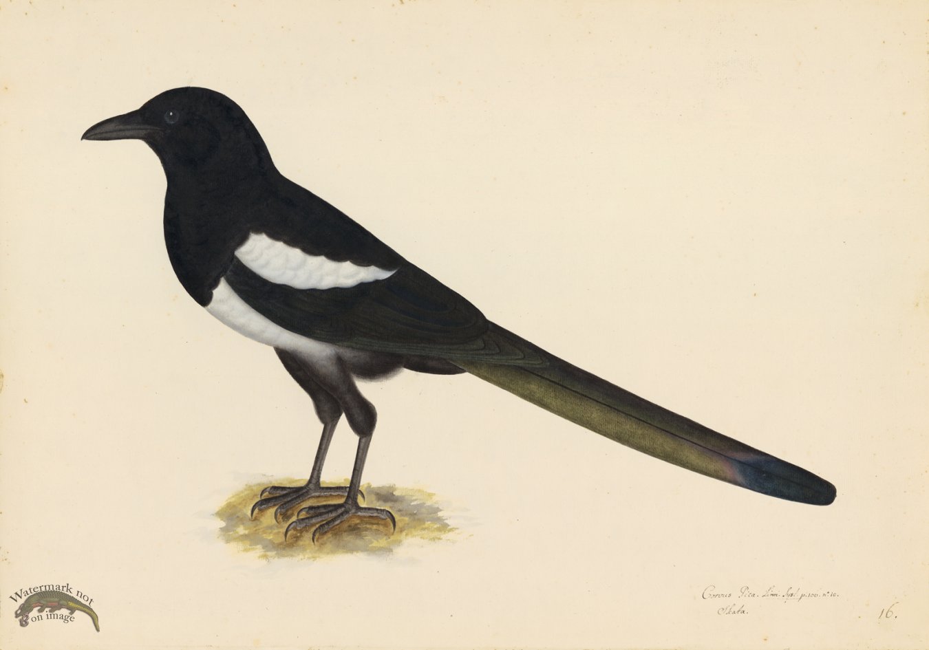 (image for) MAGPIE . PL 16