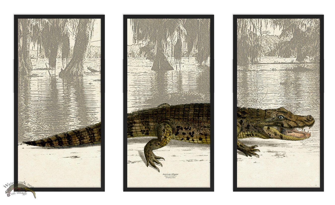 (image for) American Alligator Triptych