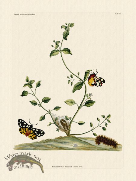 (image for) Wilkes Butterflies 043